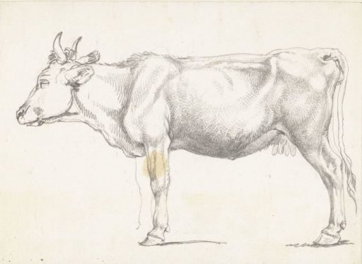 Standing Cow, Facing Left