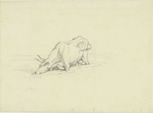 Drinking Cow, Standing Knee-Deep in Water
