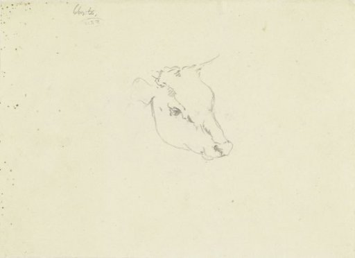 Cow Head, Facing Right