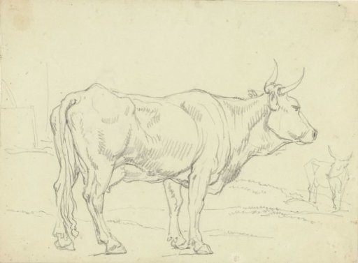 Standing cow, seen from the side, to the right