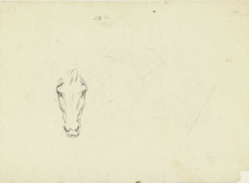 Horse's Head, Seen from the Front