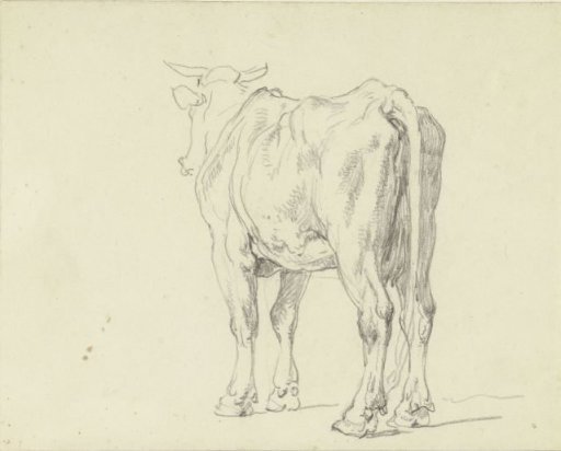 Standing Cow, Seen from Behind