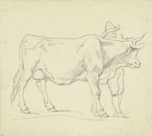 Standing Cow, Facing Right, with Man in Hat