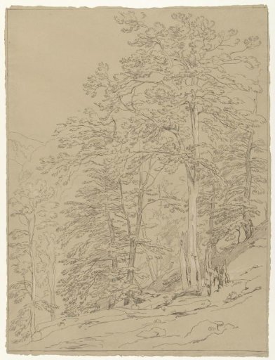 Mountain landscape with tall rising trees