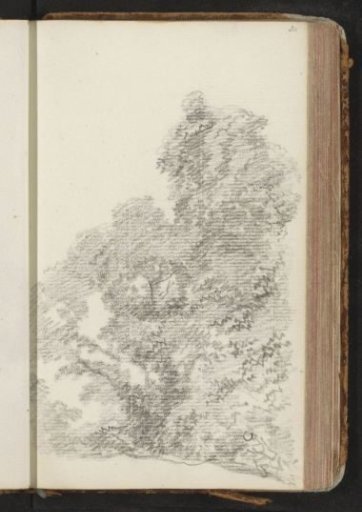 Trees
