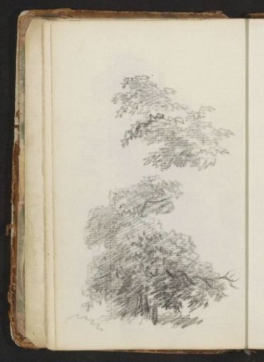Trees and branches with leaves
