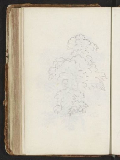 Tree canopy