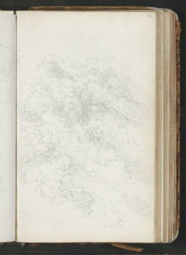 Tree canopy