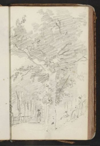 Woman on a tree-lined avenue