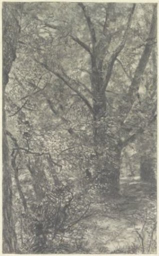 View in the forest, on a forest path, along a widely branched old tree