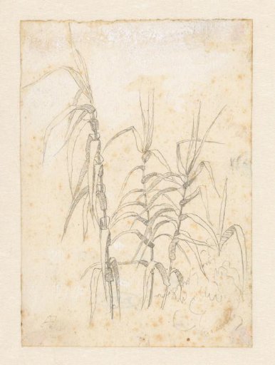 Study of reeds