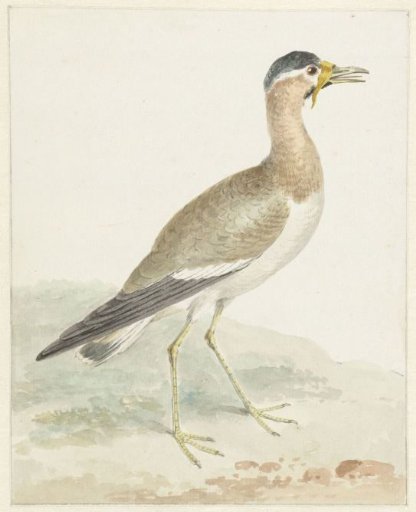 A Yellow-wattled Lapwing