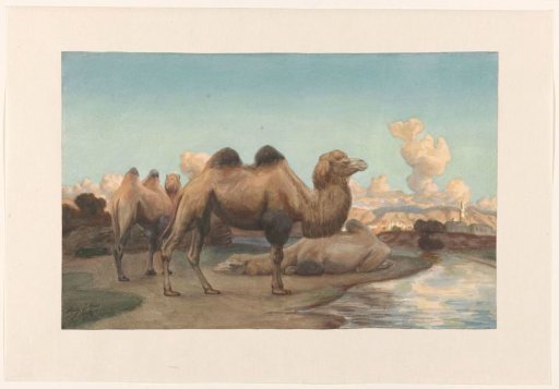 Camels in a landscape
