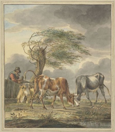 Two young bulls and a cow