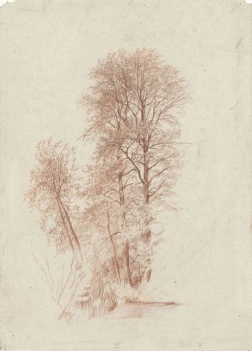 Study of two slender and some smaller trees in leaf