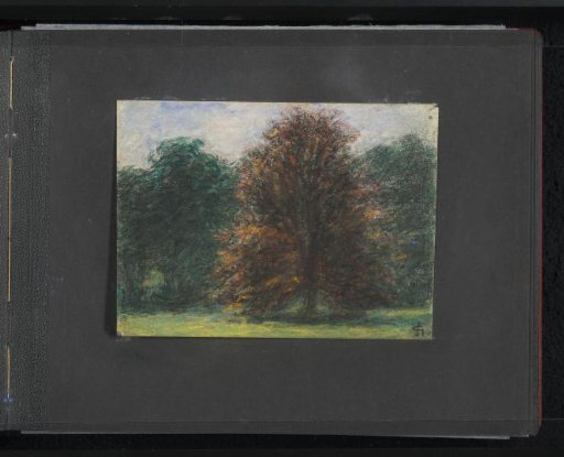 Trees in Wiesbaden