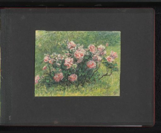 Rose bush