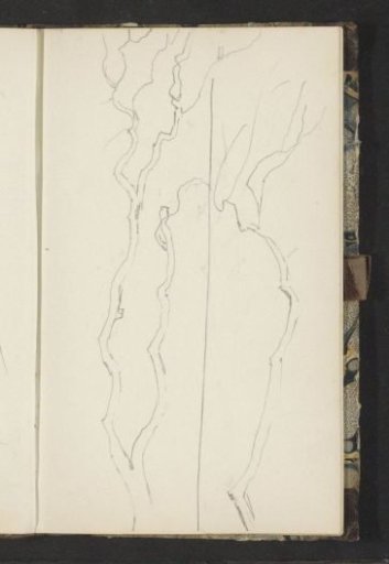 Tree branches