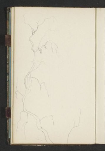 Tree branches