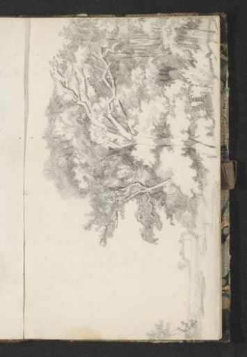 Edge of the forest