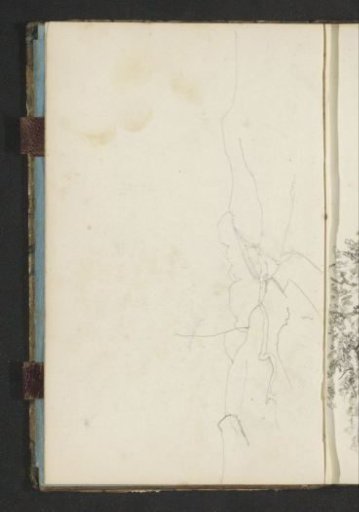 Tree branches
