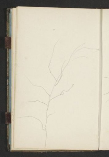 Tree branches