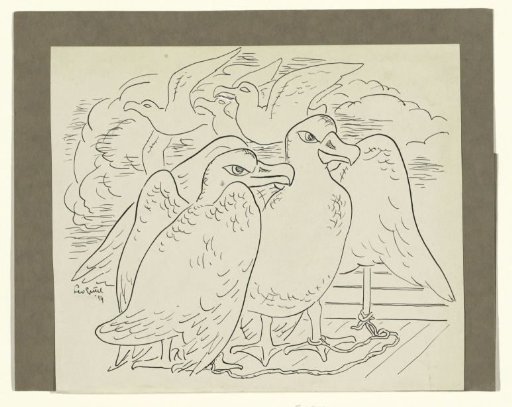 Albatrosses