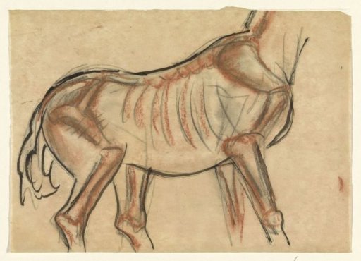 Skeleton of a Horse