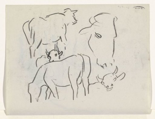 Cows and cow heads