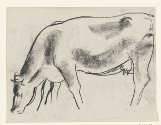 Grazing cow