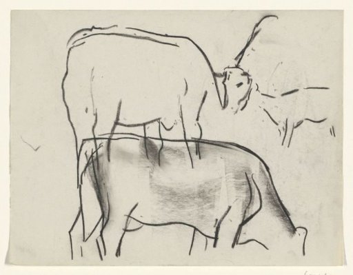 Cows