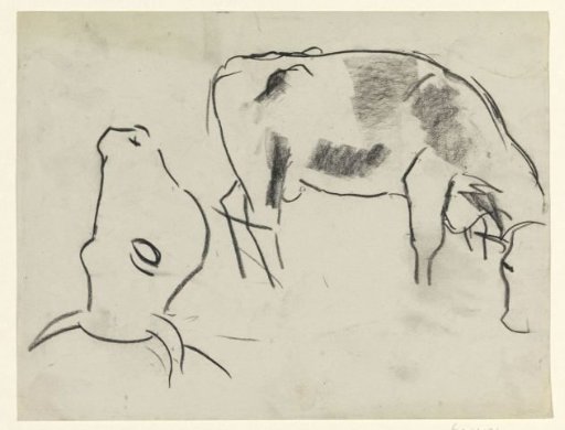 Cow and cow's head