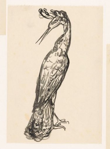 Heron with Its Head Turned Back