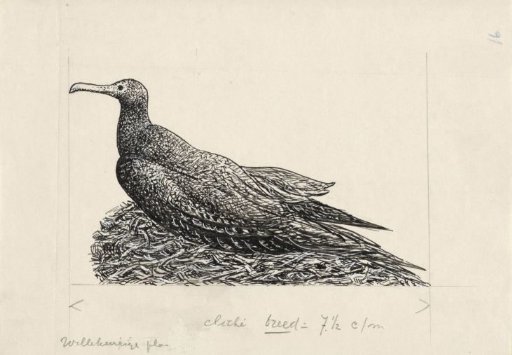 Cormorant on a nest