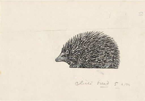 Hedgehog