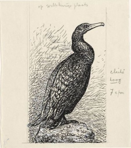 Cormorant