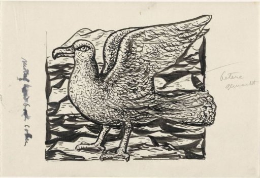 Seagull