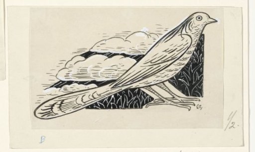 Pigeon