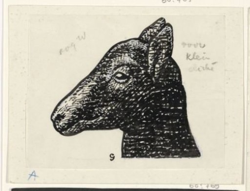 Head of a Lamb
