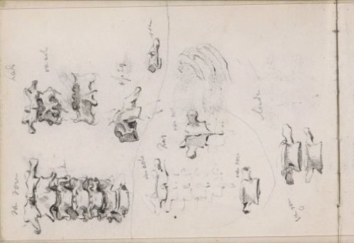Human vertebrae and ribs