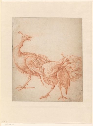 Two Peacocks