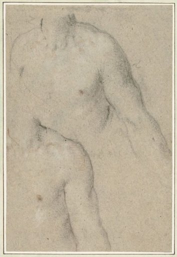 Two studies of the torso of a young man