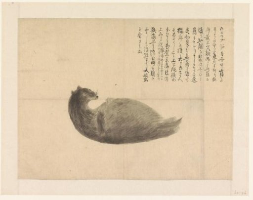 Lying rodent with extensive text