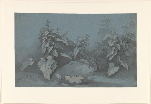 Study of Plants