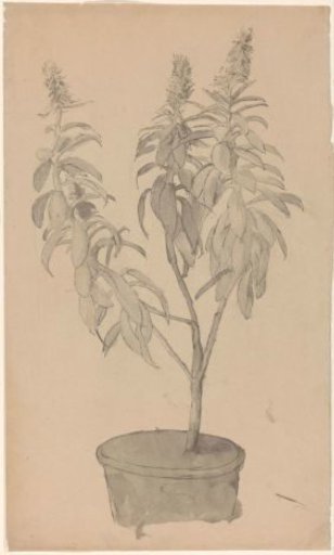 Flowering potted plant