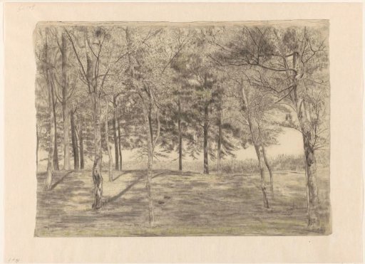 Forest view near Doorn