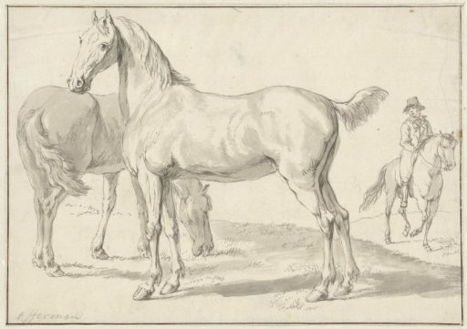 Two horses in a meadow, a rider on the right