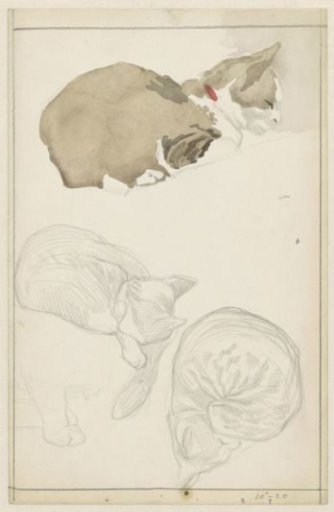 Reclining cat
