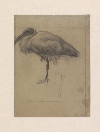 Mounted ibis