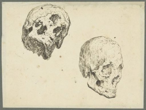 Two studies of a skull